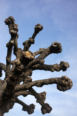 Trimmed plane trees in winter - Pecqueuse - Essonne - Ile-de-France - France