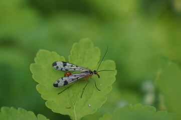 A mosquito on a green leaf. Blood-sucking insects.