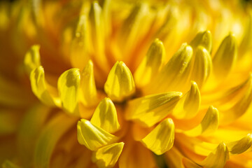 Yellow Chrysanthemum flowers in the garde4n