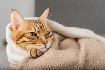 Cute Bengal cat sleeps sweetly in the room.