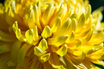 Yellow Chrysanthemum flowers in the garde4n