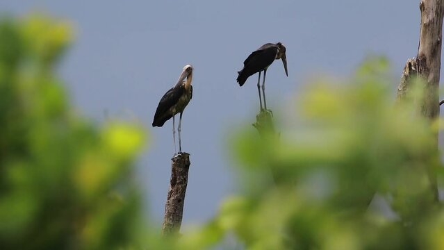 Ciconiidae. two Bango tails perched on a dry tree branch. On the high seas coast. Indonesian Wildlife