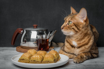 Traditions of Turkey - baklava, Turkish tea and cat.