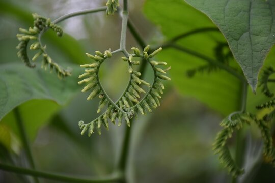 Closeup view of a plant with green closed buds in a blurred background