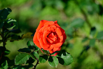Autumn Blooming Roses