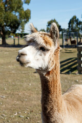 Obraz premium Alpaca, South Island, New Zealand