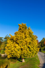 Views of the botanical garden in Christchurch