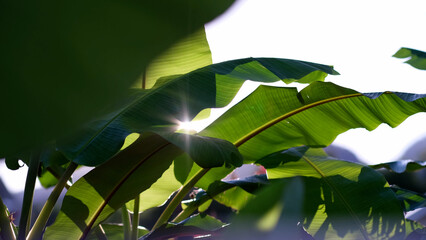 green tropical foliage background, banana leaves on blue sky. banana leaf with sunlight shining through the leaf with the rays wind blowing