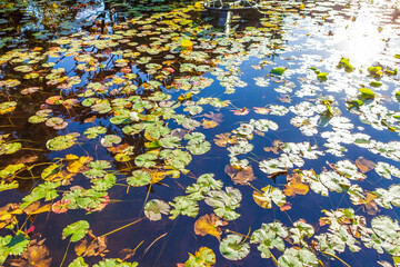 Common duckweeds by the lotus leaves in pond