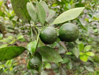 green oranges on tree
