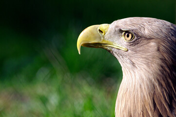 Head of eagle bird with blurred background