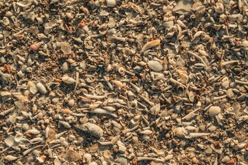 Top view of a pile of seashells on the ground under the sunlight