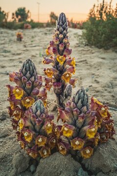Vertical shot of beautiful Cistanche plant in a desert