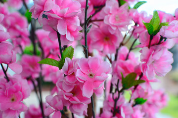 flowers are pink flowers beautiful by nature