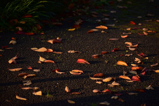 光に照らされた紅葉した落ち葉