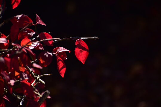 光に照らされた紅葉した錦木の葉