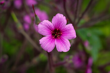 Windowbox Woodsorrel