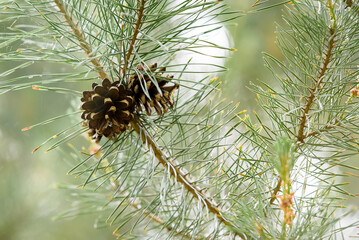 pine cones on a branch