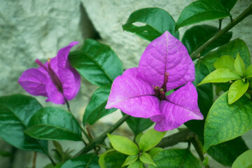 The beautiful purple great bougainvillea that blooming in the spring