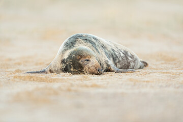 Fototapeta premium Grey seal lying on a sandy beach. 