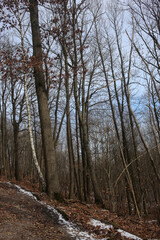 Forest and forest trail in winter - Bois saint Martin - Versailles - Yvelines - Ile-de-France - France