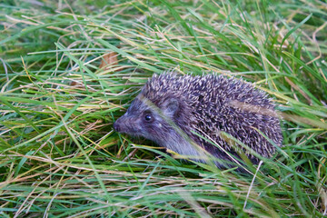 A small hedgehog in the thick green grass.