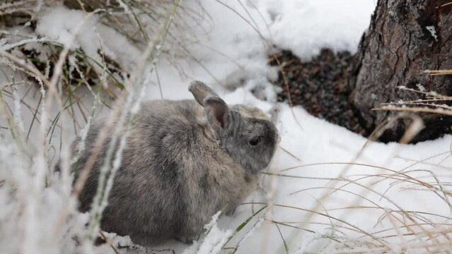 pretty rabbit sit on snow in winter forest.