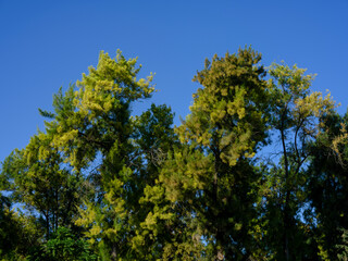 beautiful green tree and blue sky