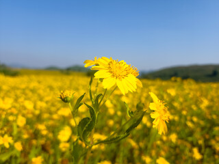 field of yellow flowers