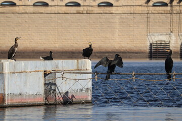 Great cormorant birds (Phalacrocorax carbo) at the river Nile