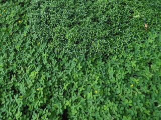 Close up photo of texture of green leaf on the 