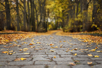 Autumn background. Walkway with paving stones in the city park. Cloudy weather, fallen leaves.