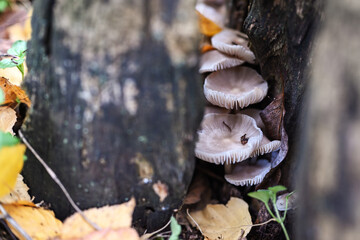 Autumn background. Family of mushrooms inside an old stump. Shallow depth of field, selective focus, copy space.