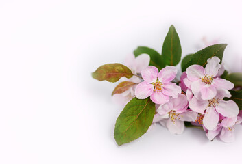 Spring background. Pink flowers of an apple tree on a white background. Soft focus, place for text.