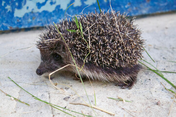 A small hedgehog runs along a concrete road near a blue fence.