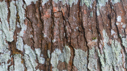 tree bark texture as background