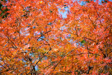 Golden and red autumn leaves on a tree branch on a sunny day. Autumnal landscape with space for text. Fall season concept. Selective focus.