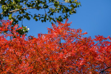 Minimalist monochrome background with large red and orange leaves in the Park on a sunny autumn day