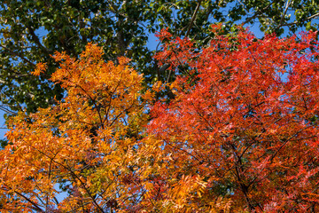 bright red yellow sumac leaves background of leaves bright autumn background of leaves on a sunny day against the blue sky texture of leaves