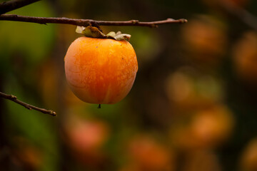 Ripe persimmon fruit on a branch in the garden. Kurp plan on a dark background