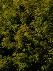 beautiful tree leaves in autumn