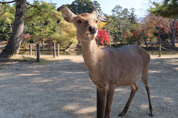奈良公園の鹿