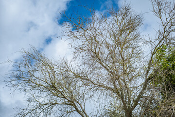 Leafless tree on a winter morning. Sky with large white clouds in the background. Tenerife, Canary Islands. Spain