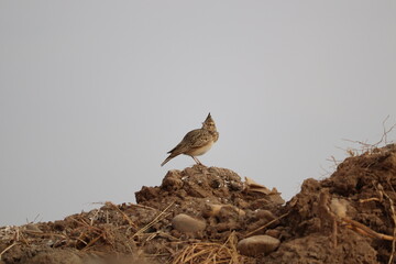 Crested lark bird (Galerida cristata) 