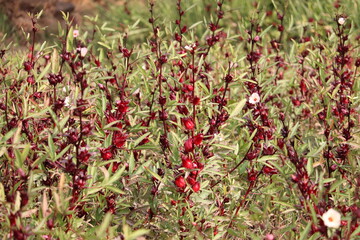The flowers of Roselle (Hibiscus sabdariffa) plant in the genus Hibiscus at a farm near Aswan, Egypt