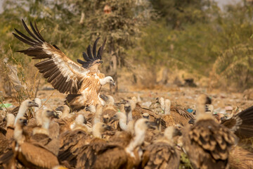 gyps fulvus or griffon vulture or eurasian griffon closeup flying or landing with full wingspan near flock or family at jorbeer conservation reserve bikaner rajasthan india asia