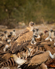 Himalayan vulture or Gyps himalayensis or Himalayan griffon vulture closeup during winter migration perched on carcass in dumping yard of jorbeer conservation reserve bikaner rajasthan india asia