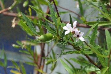 Billardiera cymosa, commonly known as sweet apple berry or apple dumpling, Australian Native Bush food