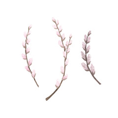 Fototapeta premium Set pink pussy willow branch watercolor isolated on white. Hand drawn Easter illustration. Art for design flowering