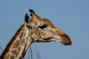 Giraffenportrait aus dem Kruger Nationalpark in Afrika.